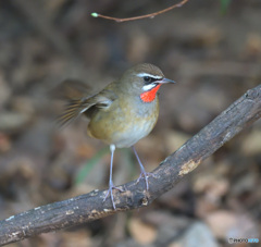 元気なノゴマくん④