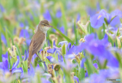 菖蒲にオオヨシキリ㉒