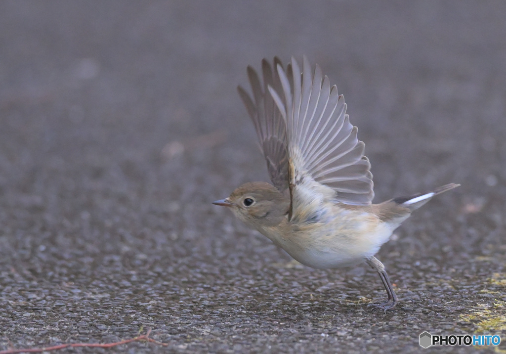 ニシオジロビタキの飛び出し