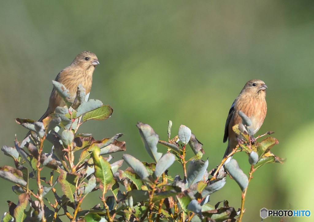 ベニマシコ♀のツーショット