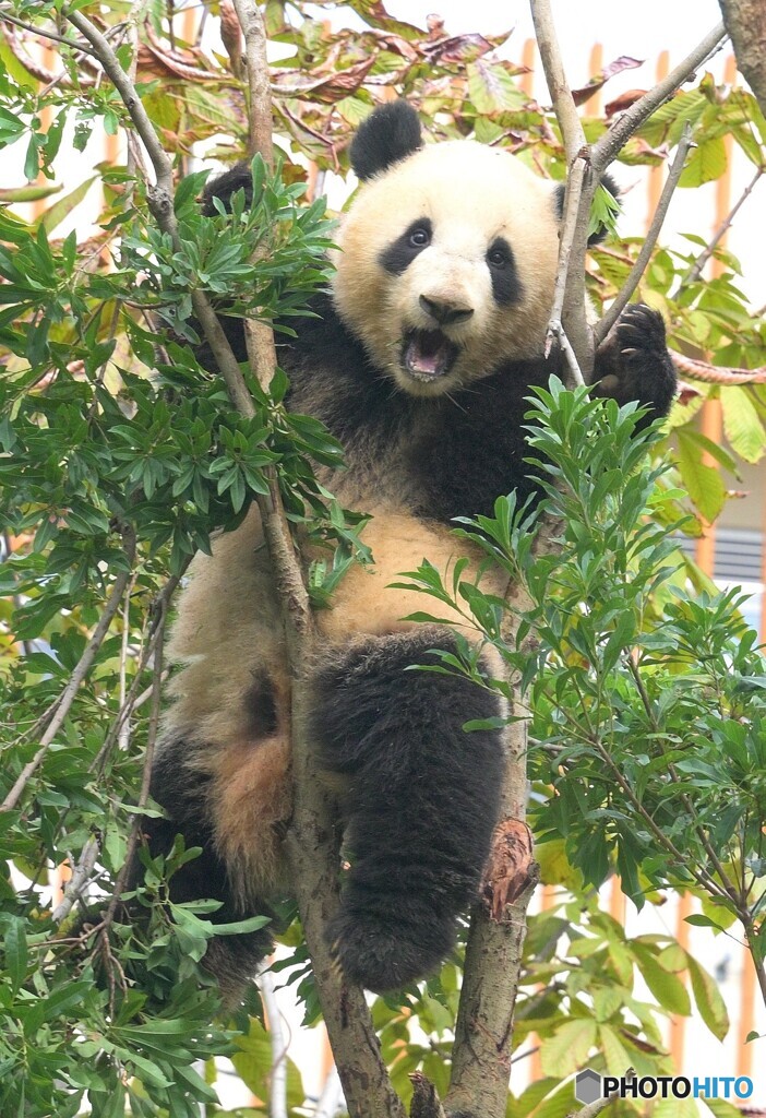 かかってこいやあ！