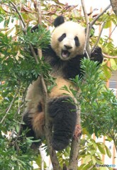 かかってこいやあ！