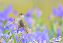 菖蒲にオオヨシキリ⑯