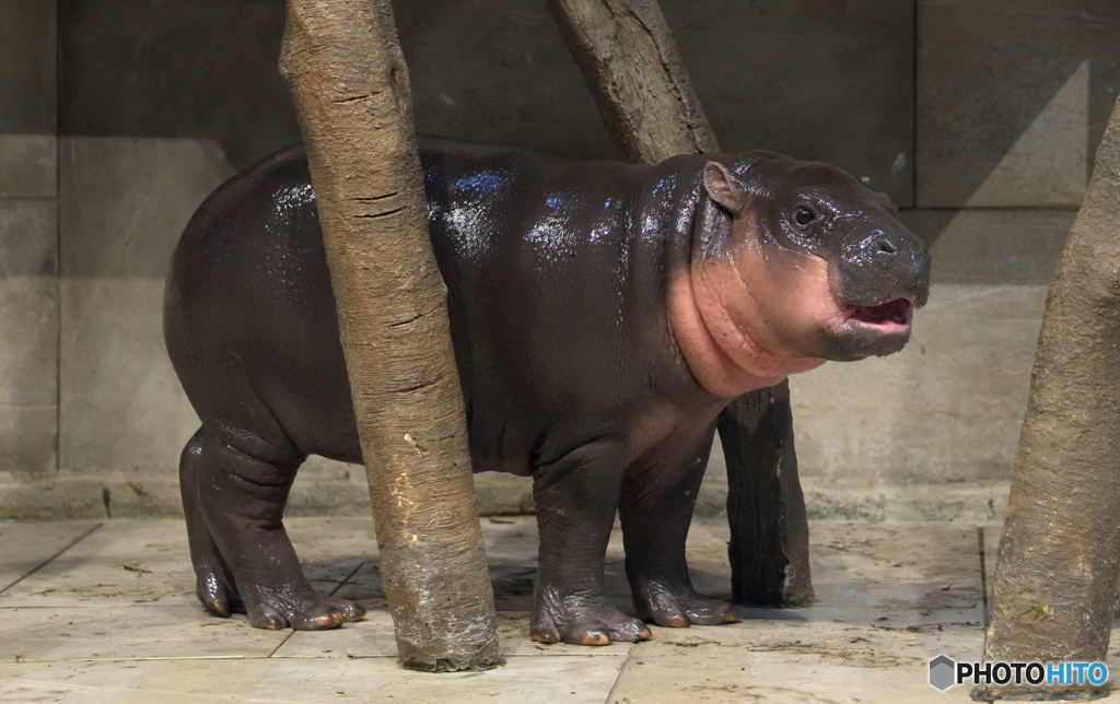 ミニカバの赤ちゃん