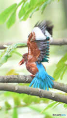 元気なナンヨウショウビン
