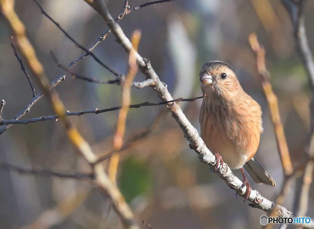 ベニマシコ♀2022④
