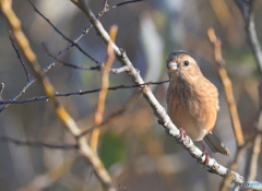 ベニマシコ♀2022④