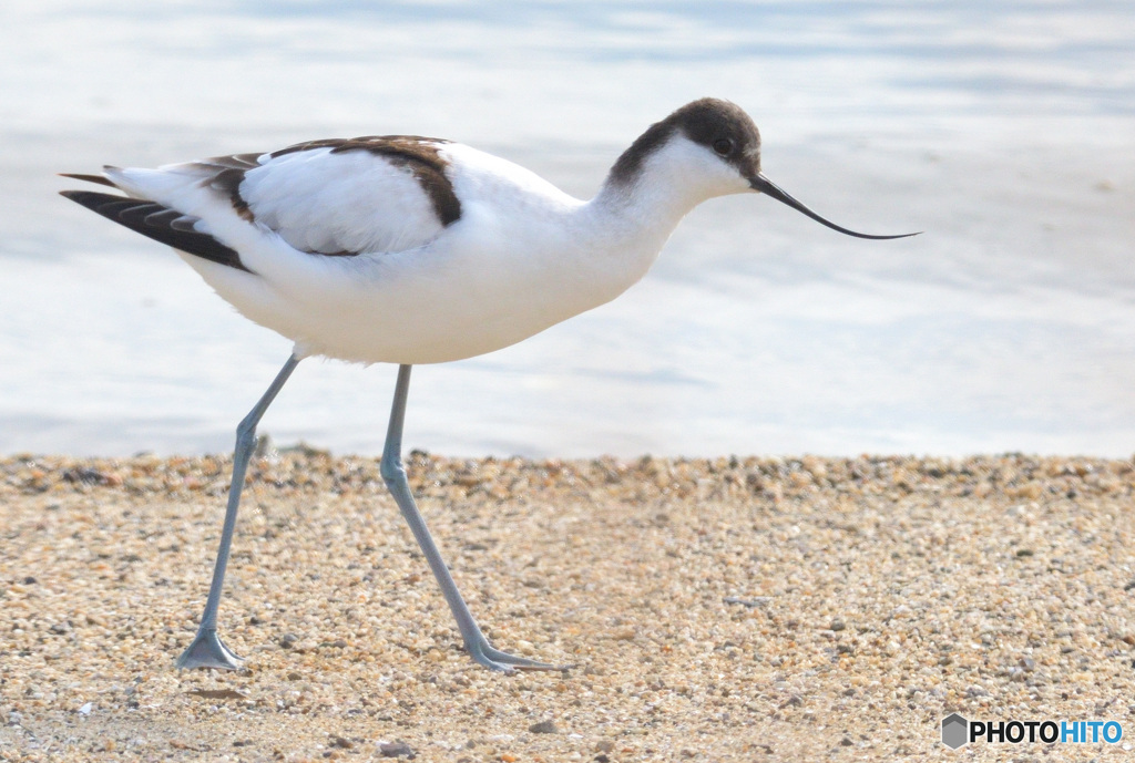 初めてのソリハシセイタカシギ⑭