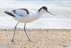 初めてのソリハシセイタカシギ⑭