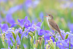 菖蒲にオオヨシキリ㉟