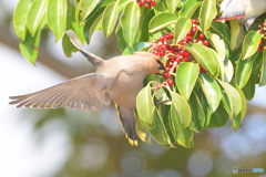 キレンジャクの「パクッ」