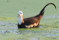 思い出のレンカクさんⅨ