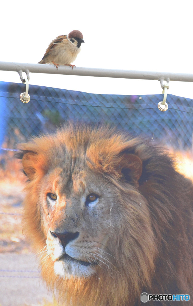 雀と獅子