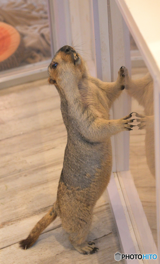 マーモットさん⑨