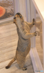 マーモットさん⑨