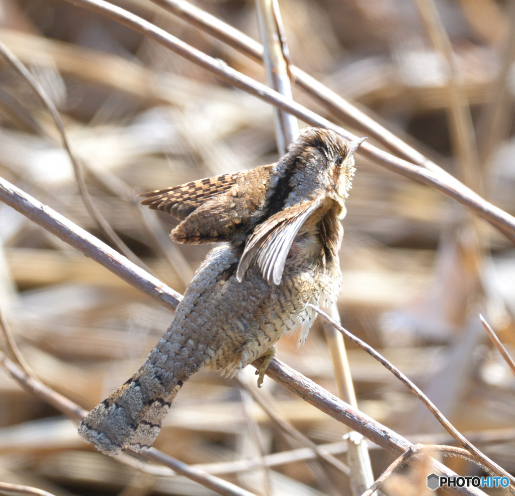 アリスイのエンジェルポーズⅡ