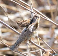 アリスイのエンジェルポーズⅡ