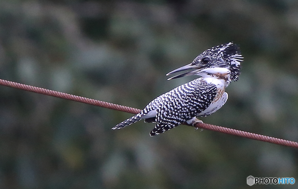 見返りヤマセミ