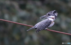 見返りヤマセミ