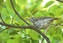 初めてのウタツグミ③