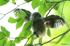 コノハズクの巣立ち