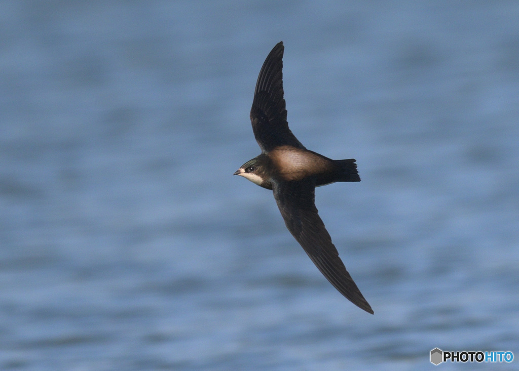 ハリオアマツバメ2022㉛