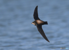 ハリオアマツバメ2022㉛