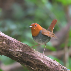元気なコマドリ君