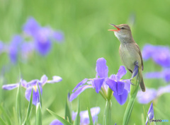 在庫のオオヨシキリ⑭