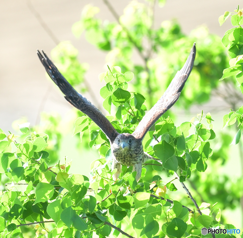 チョウゲンボウの若鳥