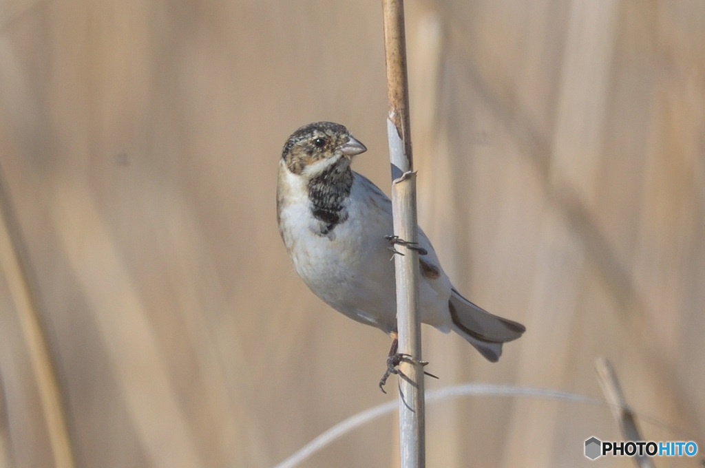 初めてのオオジュリン②