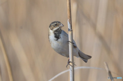 初めてのオオジュリン②