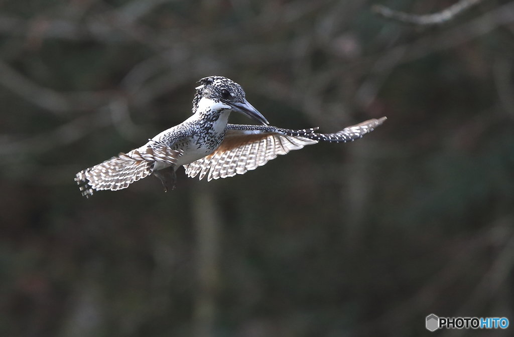 本日のホバリング
