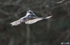 本日のホバリング