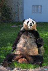 放心パンダ