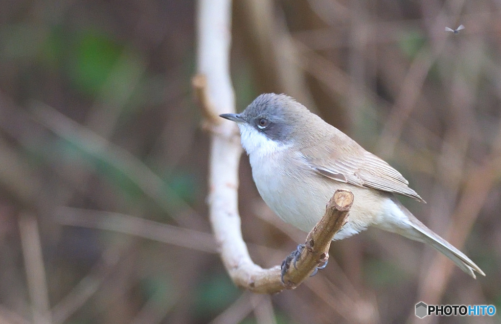 迷鳥コノドジロムシクイ