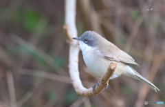 迷鳥コノドジロムシクイ