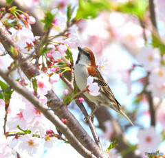 桜にニュウナイスズメ②
