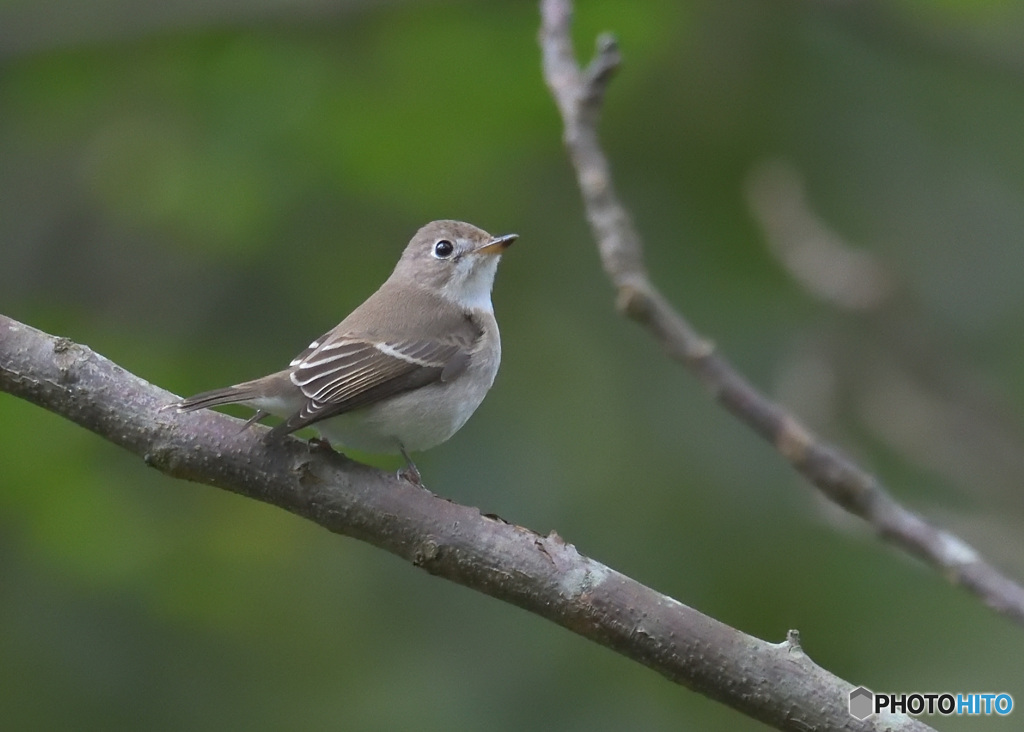 キビタキ♀Ⅱ