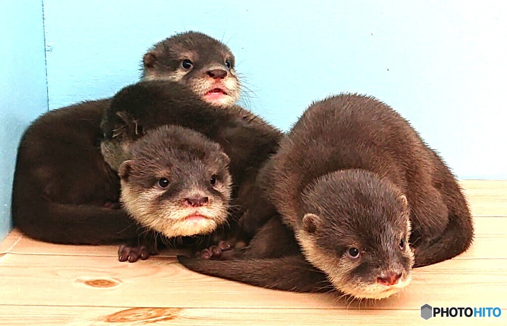 カワウソ団子Ⅲ