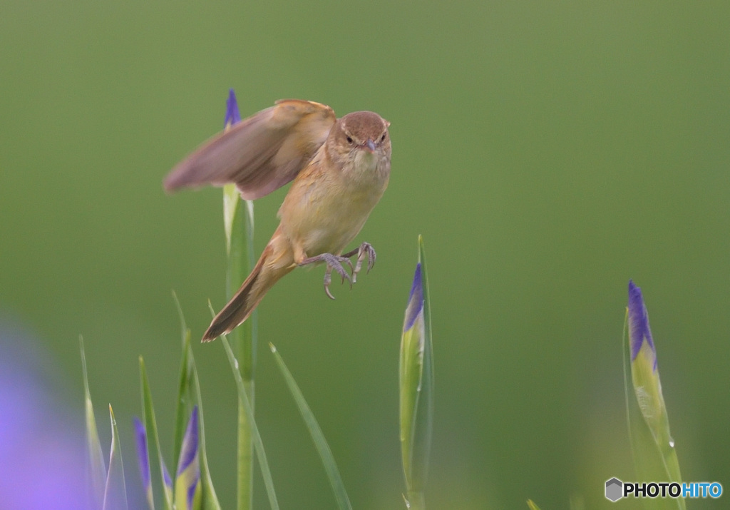 ひらりオオヨシキリ⑩