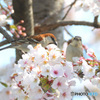 ニュウナイスズメのカップル