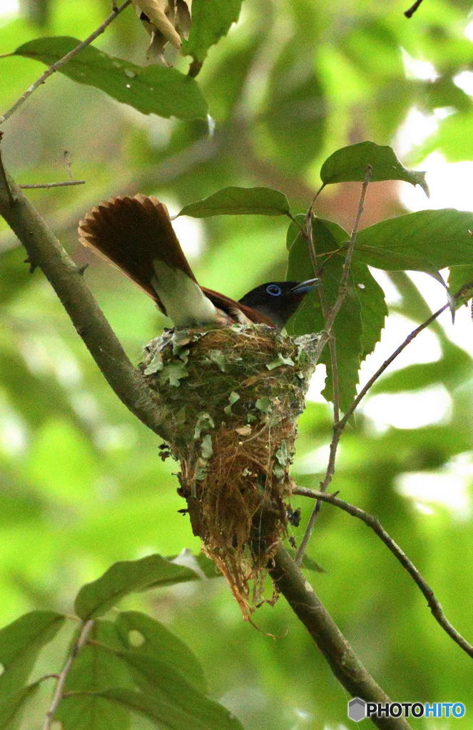 サンコウチョウ⑤