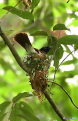 サンコウチョウ⑤