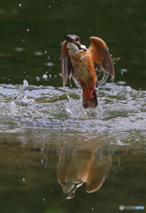 水鏡の翡翠さん