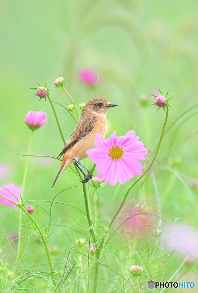 秋桜にノビタキ