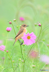 秋桜にノビタキ
