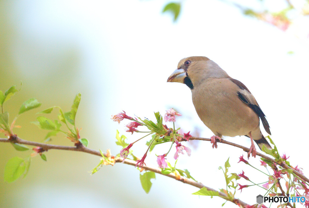 思い出のシメさん