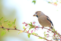 思い出のシメさん