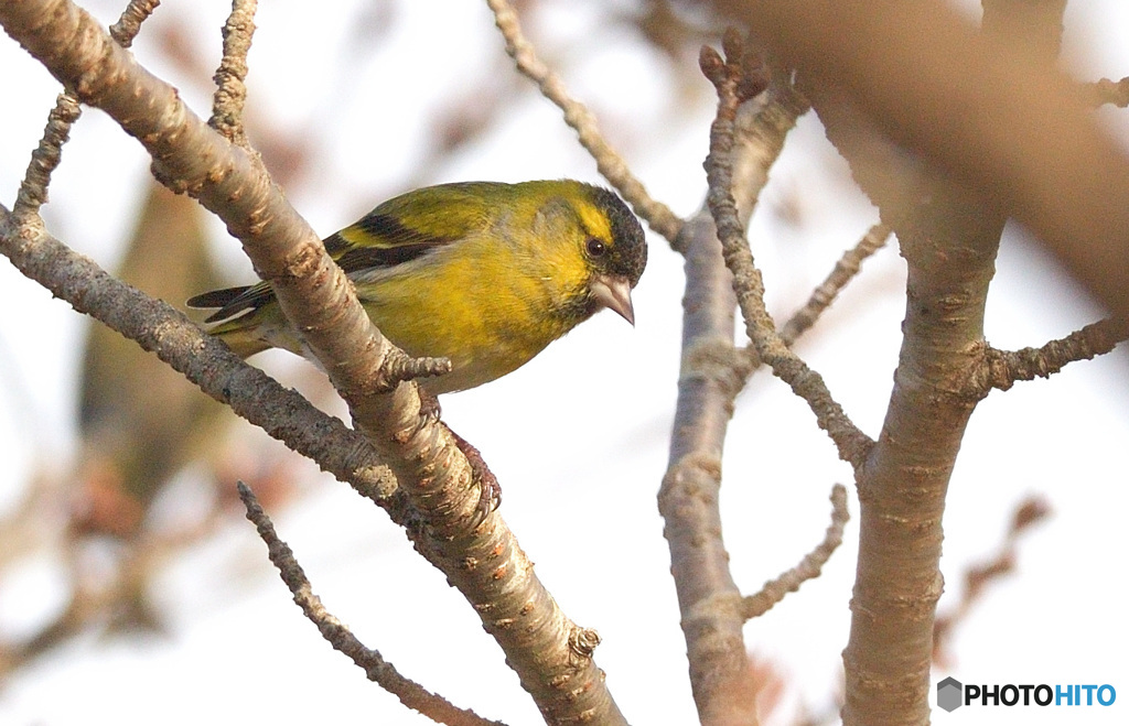 初めてのマヒワさん③